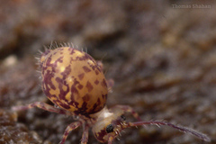 Ptenothrix