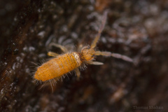 Entomobryinae