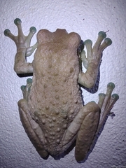 Trachycephalus vermiculatus