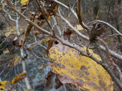 Hamamelis