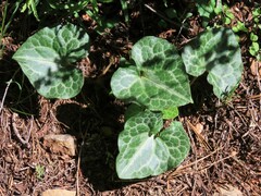 Asarum hartwegii