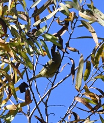 Leiothlypis celata lutescens