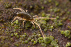 Eupodoidea