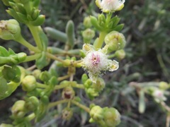 Stoeberia frutescens