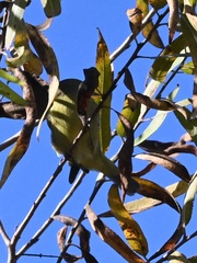 Leiothlypis celata lutescens