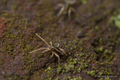 Eupodoidea