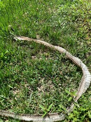 Serpentes