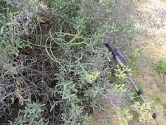 Stoeberia frutescens