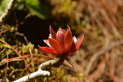 Echeveria