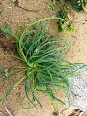 Gymnodiscus linearifolia