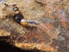 Polycentropodidae