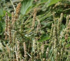 Eragrostis ciliaris