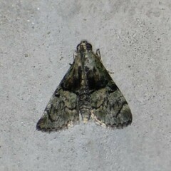 Macalla glastianalis