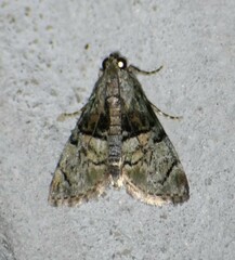 Macalla glastianalis