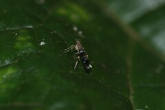 Cosmopterix