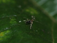 Cosmopterix