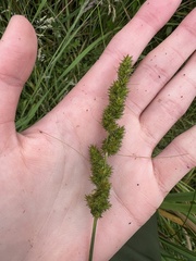 Carex vulpinoidea
