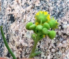 Gymnodiscus linearifolia