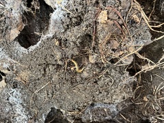 Myriapoda