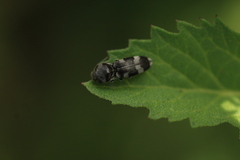 Cardiophorinae
