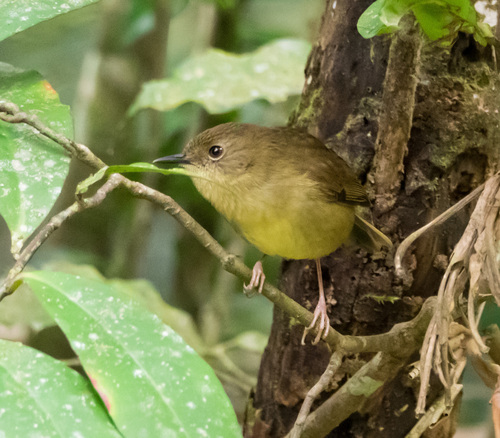Atherton Scrubwren (Sericornis keri), photo 7