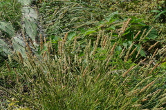 Eragrostis ciliaris