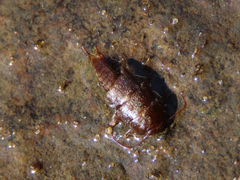 Peltoperlidae
