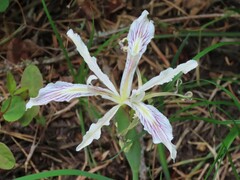 Iris tenuissima