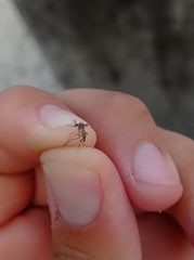 Stegomyia