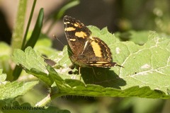 Telenassa berenice