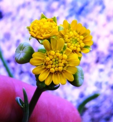 Gymnodiscus linearifolia