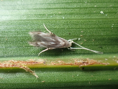 Thylacosceles radians