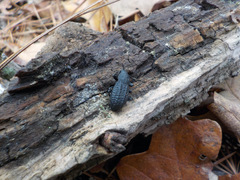 Polypleurus perforatus