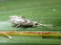 Thylacosceles radians