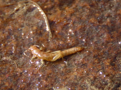 Leuctridae