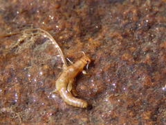 Leuctridae