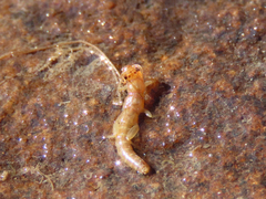 Leuctridae