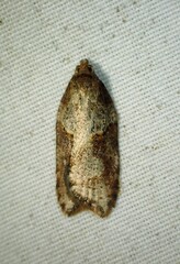 Acleris maccana