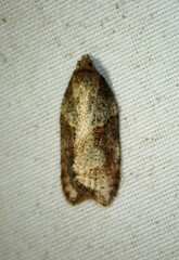 Acleris maccana