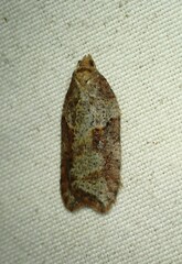 Acleris maccana