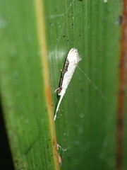 Sagephora phortegella