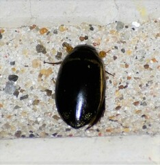 Thermonectus basillaris basillaris