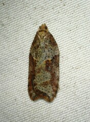Acleris maccana
