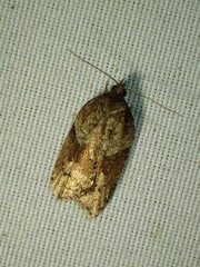 Acleris macdunnoughi