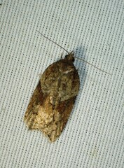 Acleris macdunnoughi