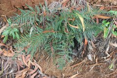 Pityrogramma austroamericana