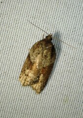 Acleris macdunnoughi