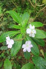 Impatiens sodenii