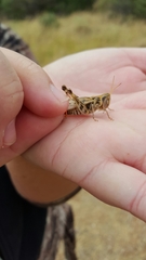 Phlibostroma quadrimaculatum