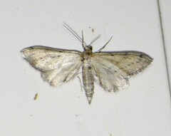 Euacidalia brownsvillea